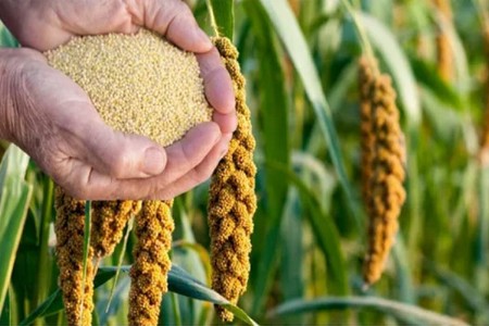 बळीराजा खुश! खानदेशात यंदा बाजरीची पेरणी सरासरी