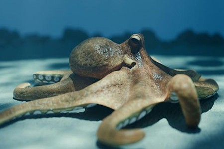 नॉटिलसचा कुळातला निघाला ३० कोटी वर्षांपूर्वीचा ऑक्टोपस