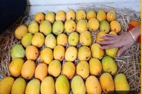 amba