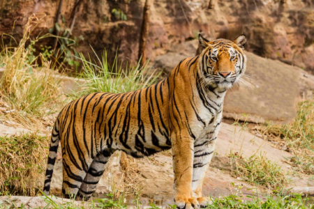 वाघांच्या संरक्षणासाठी सात राज्ये एकत्र; जंगलांमध्ये तयार होणार हरित साखळी