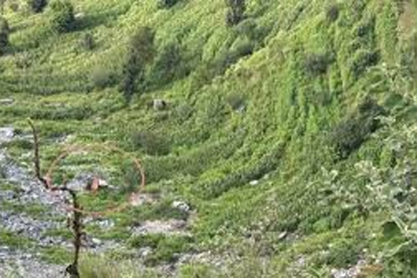 himachal accident