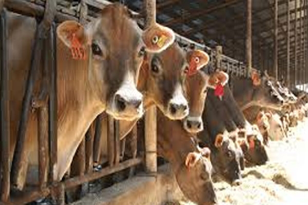 Decrease in milk 