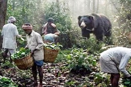 ‘तेंदूपत्ता’ उठला मजूरांच्या ‘जिवावर’!