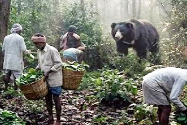 Bear Attack in Arjuni Morgaon