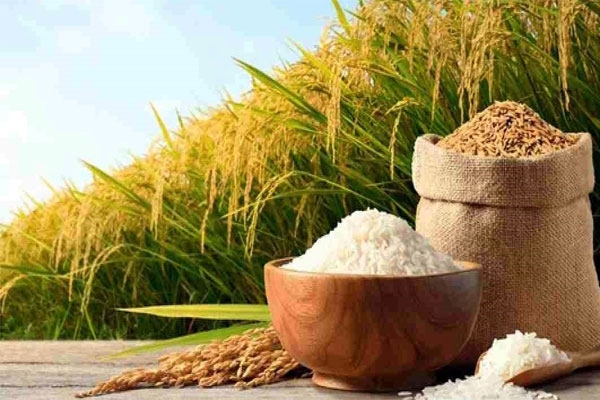 dhan gondia