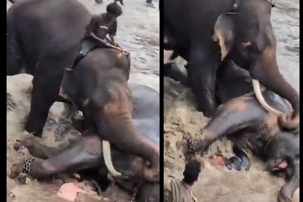 elephant attack
