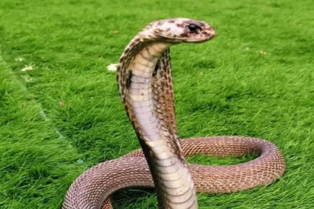 अनोख्या दुर्मिळ ल्यूसीस्टिक सापाचे यशस्वी रेस्क्यू