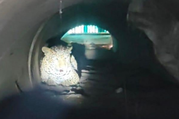 leopard captured