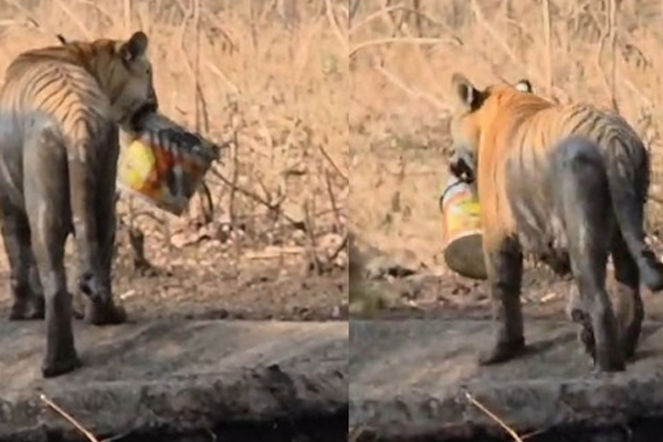 tiger delivers plastic ban