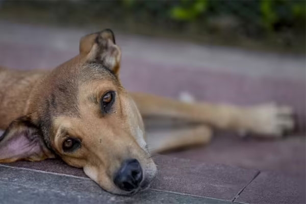 Stray Dogs Upheld Stray Dogs Upheld