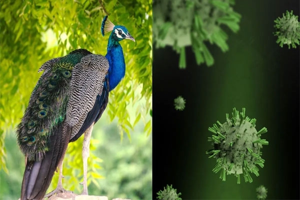 H5N1 outbreak Tumakuru, bird flu Karnataka peacock deaths