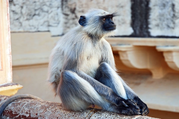 airport monkey inciden