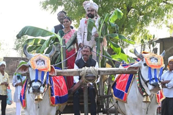 groom on a bullock cart