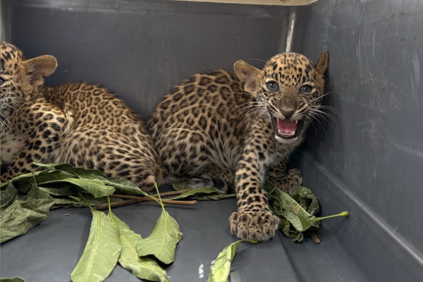 leopard rescue