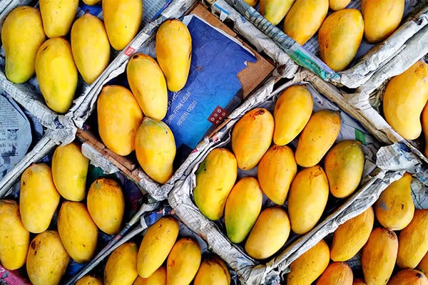 mango poisoning case 