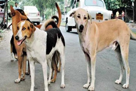 बेगडी भूतदयेला चपराक
