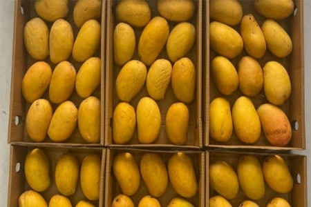 मानाचा तुरा... शिरापूरच्या केशर आंब्याची कतारमध्ये निर्यात