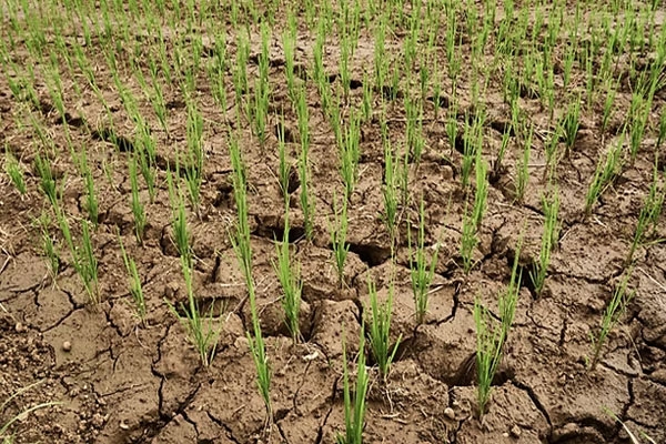 Drought over Vidarbha Drought over Vidarbha