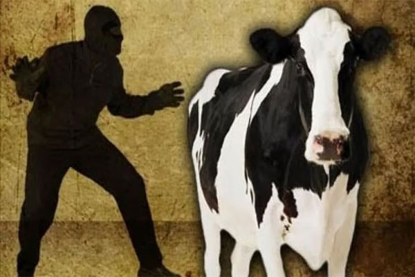 cow