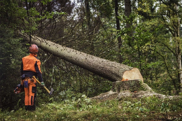 Pune tree cutting