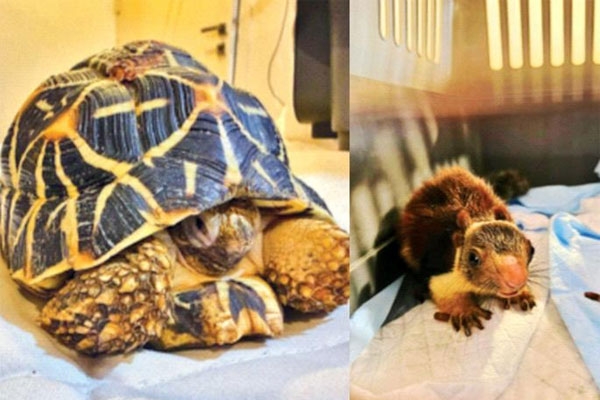 Star Tortoise