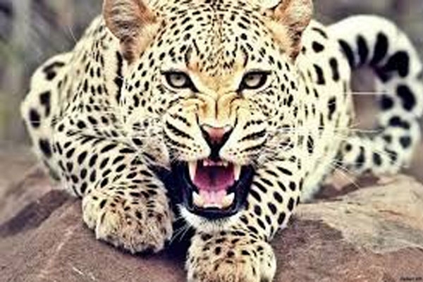 leopard attack
