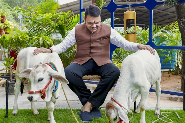 cattle smugglers