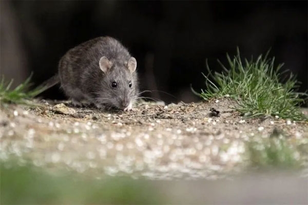Hantavirus 