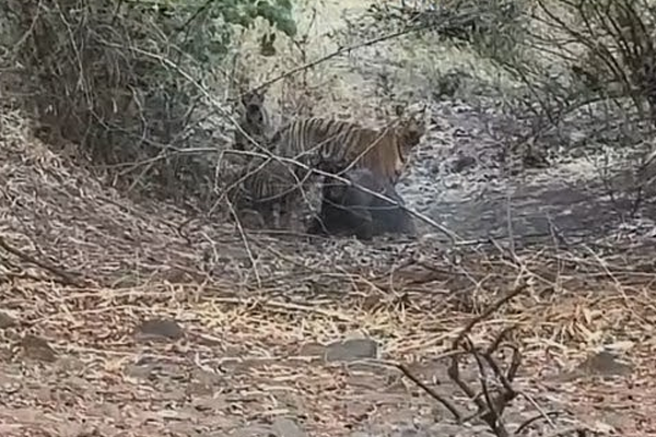 dhaga rahati forest