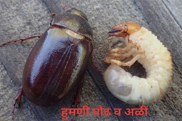 humni