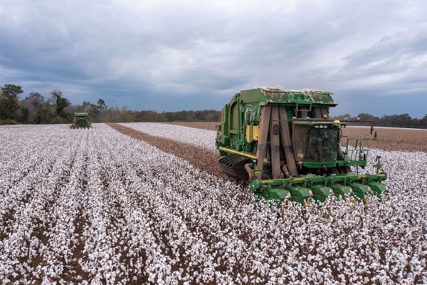 Cotton Farmers