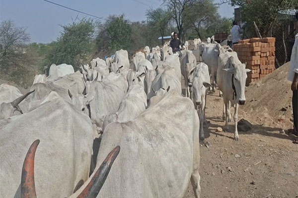 dairy farmers