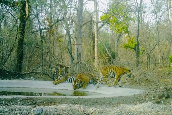 tiger