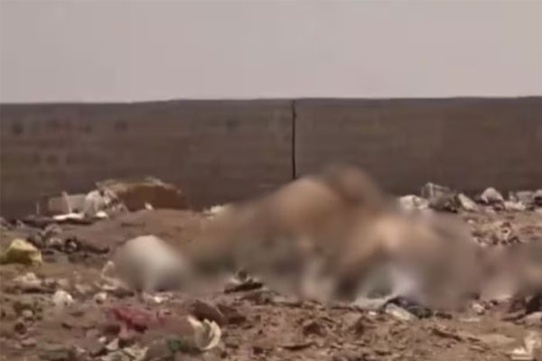 Jaisalmer cow carcass case 
