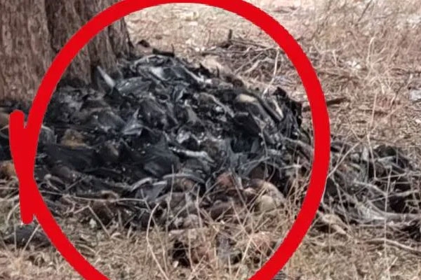 Gadchiroli bat deaths