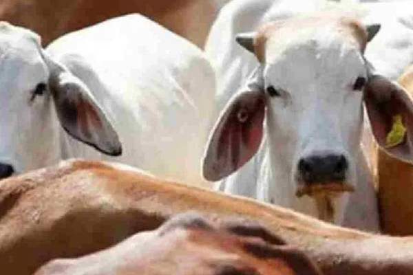 cow slaughter