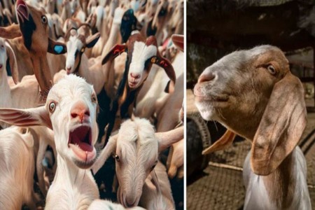 बकरीदच्या पार्श्वभूमीवर मुंबईत तणाव!