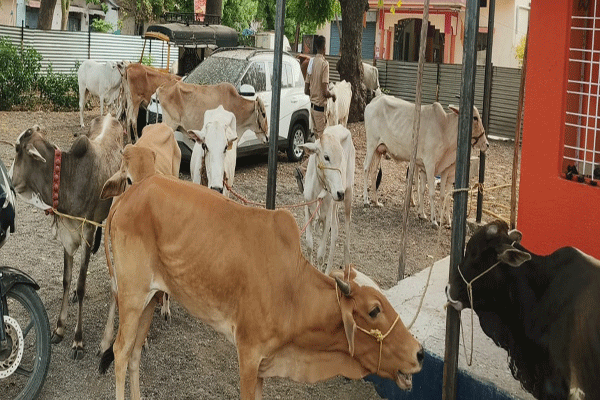 Bakri Eid