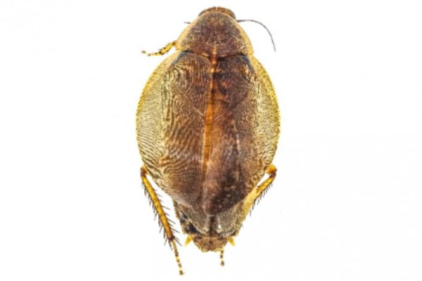 cockroach DNA barcode library India, ZSI Pune research, DNA barcoding insects India, zoological survey of India study, Pune biological research, cockroach species classification, biodiversity research India, molecular taxonomy insects, DNA reference library India, environmental bioindicator cockroaches, taxonomy research India, insect genetic database, Zoological Survey of India Pune Chennai, biodiversity documentation India, Zootaxa journal study, genetic identification species India