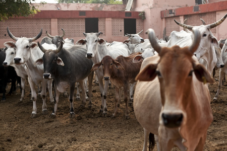 झारीतील शुक्राचार्य