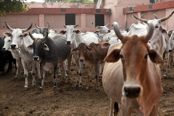 Cattle protection Cattle protection