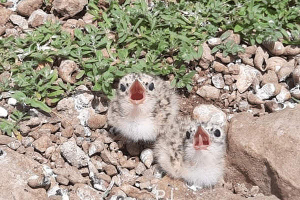 Little Tern Bird 