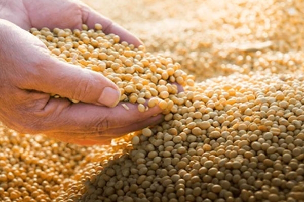  soybean meal export India, India soybean cake price rise,
