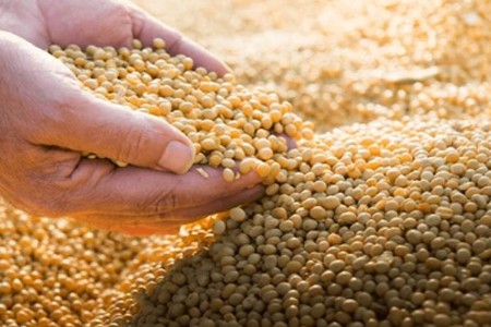 अबब...२५ हजार मेट्रिक टनांचे करार रद्द