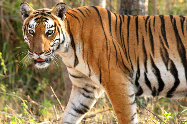 tigress killed