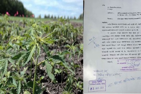 शेती परवडेना आता, गांजा लागवडीची परवानगी द्या..