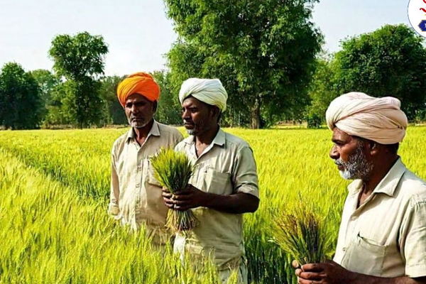 crop insurance the fireflies