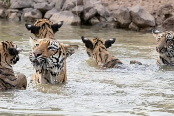  वाघही निघाले वॉटर पार्कला 