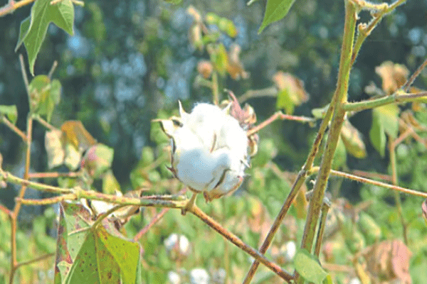 COTTON