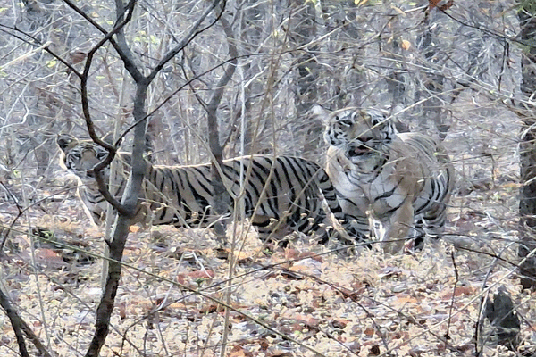 TIGER